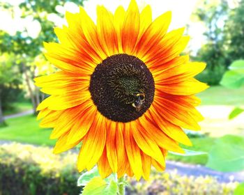 Macro shot of sunflower