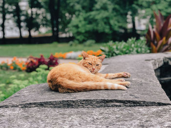 Cat lying on retaining wall