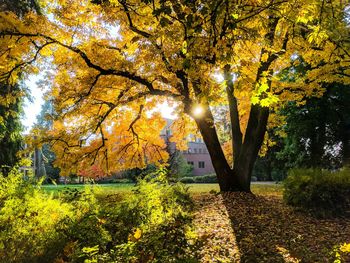 Trees in park during autumn