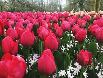 Close-up of red tulips in park