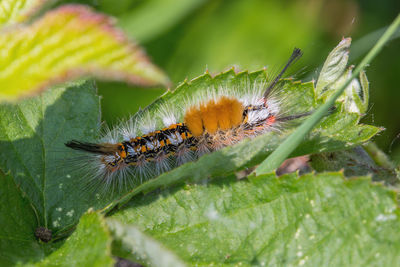 Close-up of insect on leaf