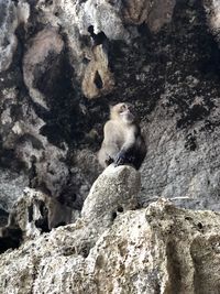 Low angle view of monkey sitting on rock