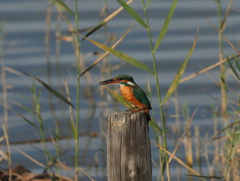 Close-up of bird perching on wooden post