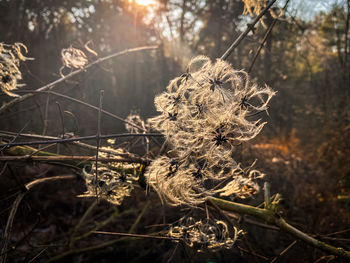 Close-up of wilted plant on field in forest