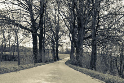 Road amidst bare trees in forest