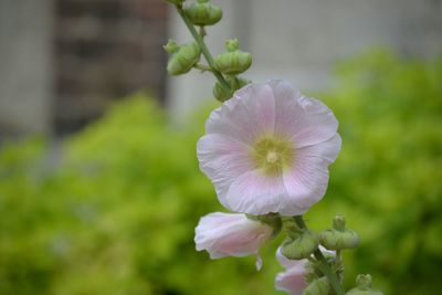 Close-up of flowering plant