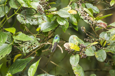 Close-up of insect on plant