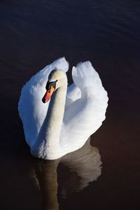 Swan swimming in lake