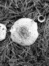 High angle view of mushroom growing on field