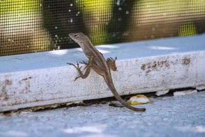 Close-up of lizard in cage