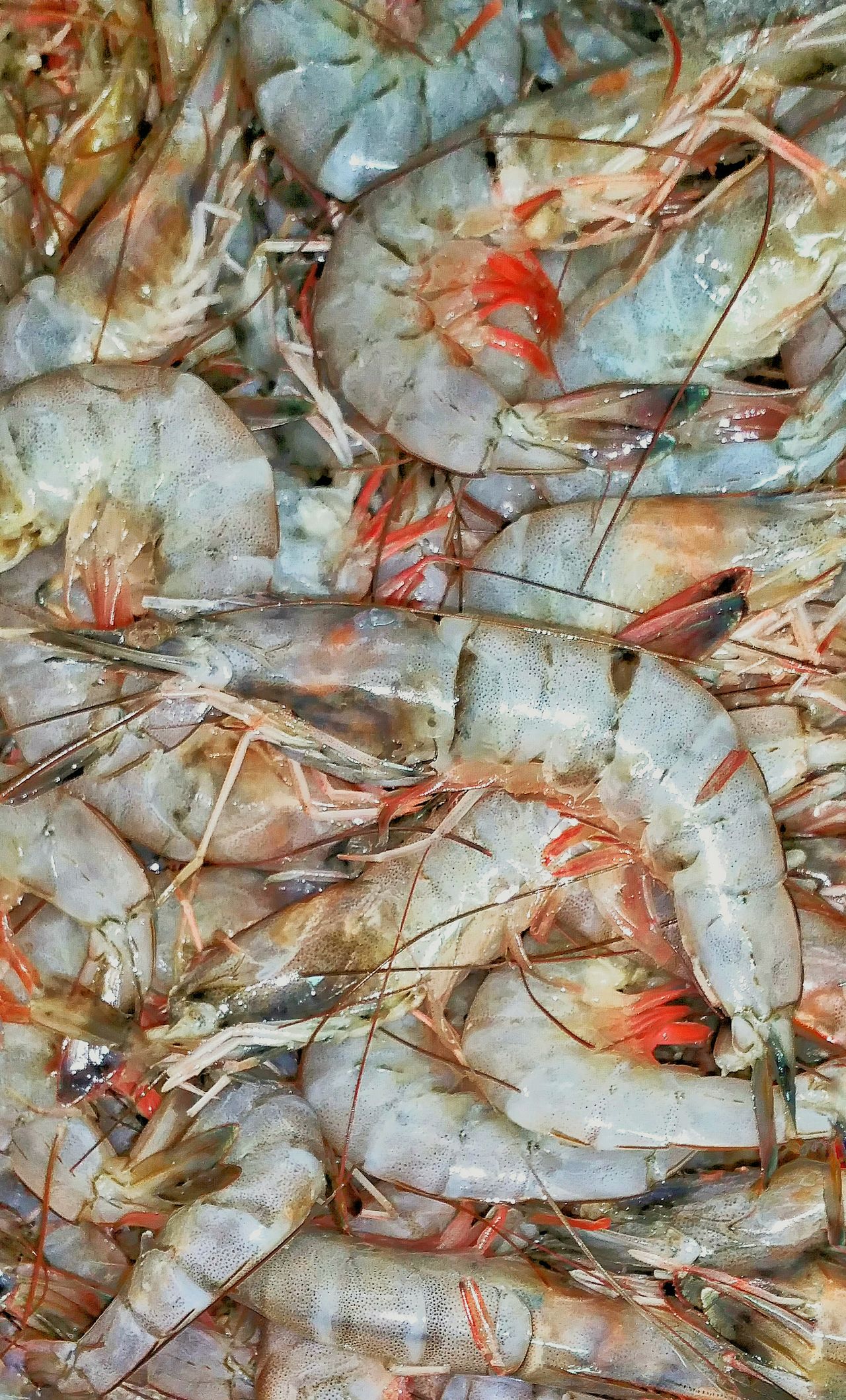 Gulf of Mexico shrimp