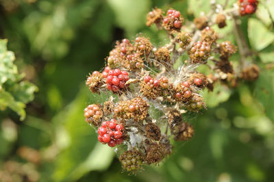 Close-up of berries growing on tree