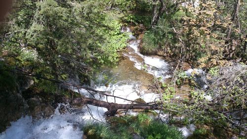 Stream flowing through forest