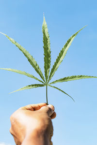 Close-up of hand holding plant against sky