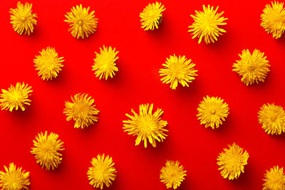 Close-up of dandelions arranged on red background