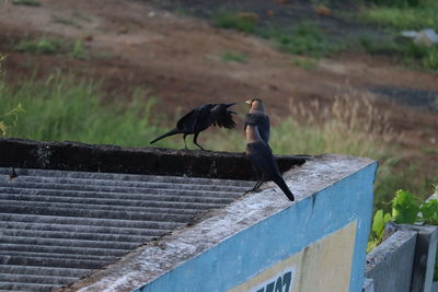 Bird perching on a railing