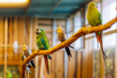 Close-up of parrot perching on branch