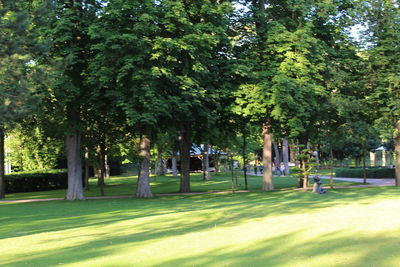 Trees in park