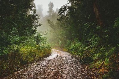 Narrow pathway along plants