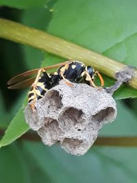 Close-up of bee on leaf