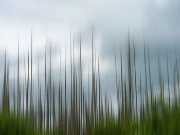 Close-up of plants