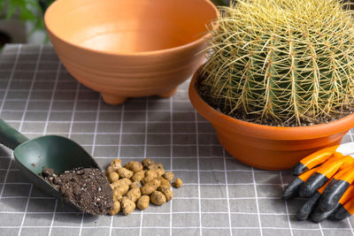 High angle view of potted plant