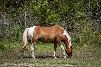 Side view of a horse on field