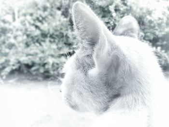 Close-up of a cat