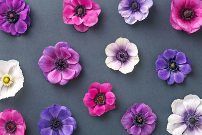 Directly above shot of multi colored anemone flowers against gray background