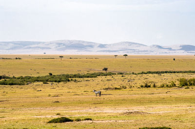 View of sheep grazing in a landscape