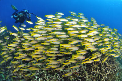 Close-up of fish swimming in sea