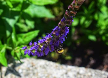 Close-up of purple flowering plant