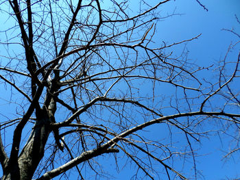 Low angle view of bare tree against blue sky