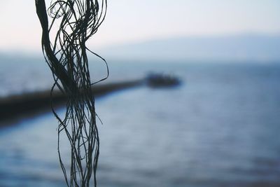 Close-up of plant against blurred background