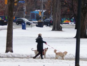 Two dogs on snow covered land