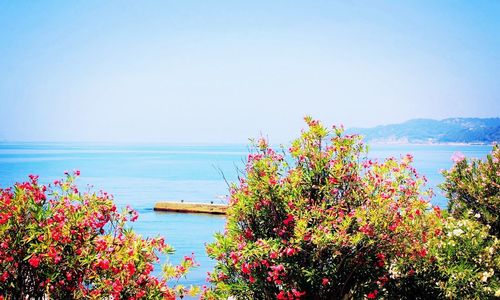 Flowering plants by sea against clear sky