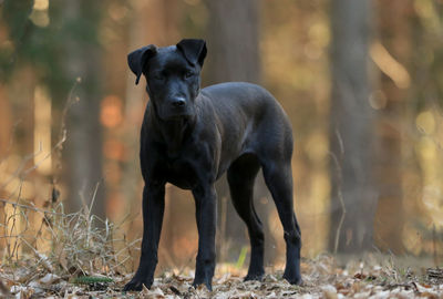 Portrait of dog standing on field