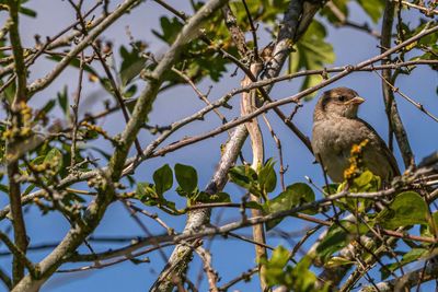 Low angle view of bird perching on tree