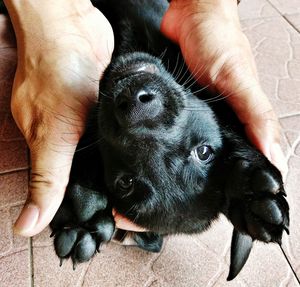 Midsection of person holding puppy