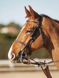 Close-up of horse