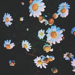 Close-up of white daisy blooming outdoors