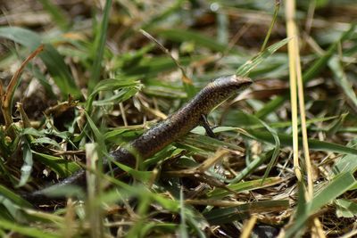 Close-up of a lizard on grass