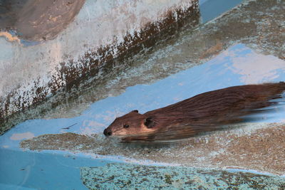 Close-up of turtle in water