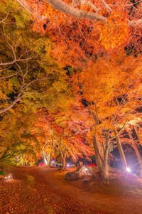 Illuminated trees in forest during autumn