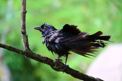 Close-up of bird perching on a branch