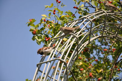 Low angle view of bird perching on tree