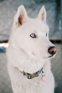 Close-up of white dog