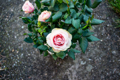 High angle view of rose bouquet