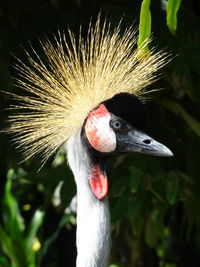 Close-up portrait of a grey crowned crane