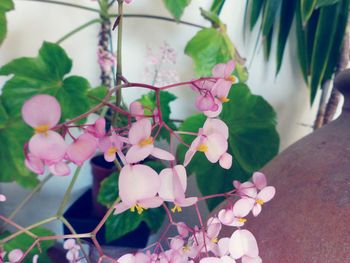 Close-up of pink flowers